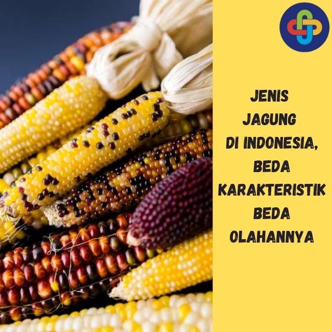 Kenali 4 Jenis dan Karakteristik Jagung di Indonesia 